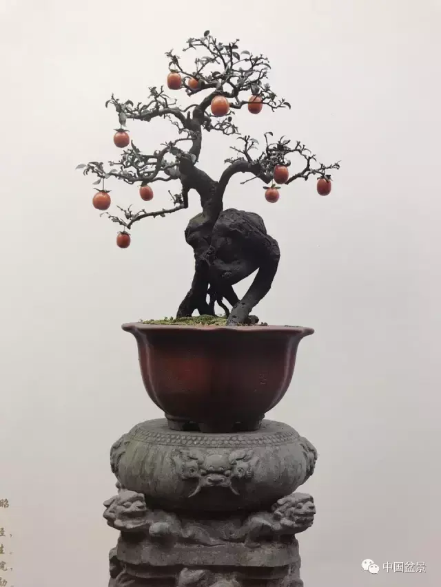 吴清昭金弹子盆景欣赏