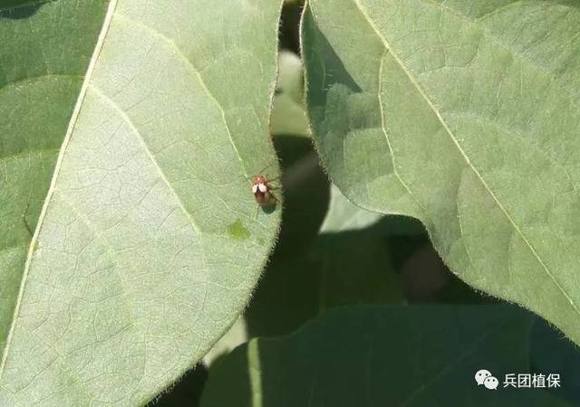 二代棉铃虫幼虫及双斑萤叶甲发生及防治