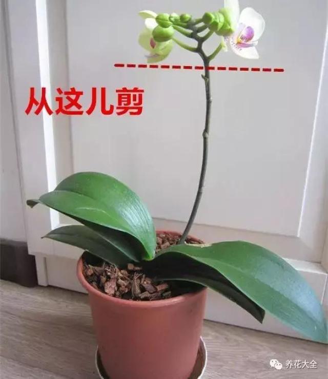 除去花梗基部第一节以外,蝴蝶兰每2节的节间部位,都有一片半透明的