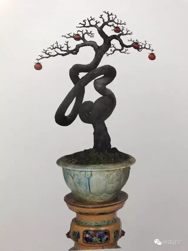 吴清昭金弹子盆景欣赏