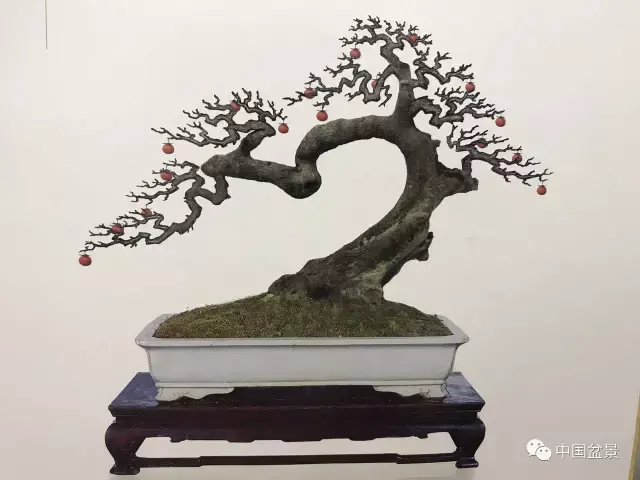 吴清昭金弹子盆景欣赏