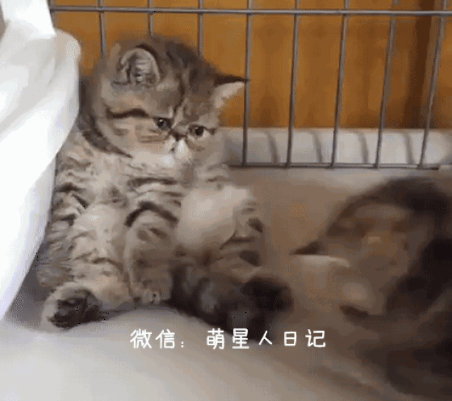 加菲猫即将入梦反被同伴各种折腾,看这忧郁眼神