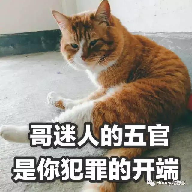 偷拍羞羞脸 andy 美猫猫居然也有丑照: 麦芽糖 @小时光 哥迷人的五官