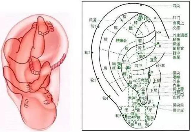 它们都在耳,手,脚中有规律的排列,得到全面反映.