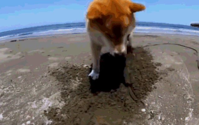 带柴犬去沙滩玩水,转头却看见狗子刨坑把自己埋了