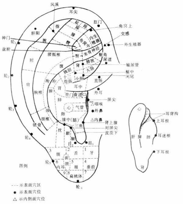 耳朵穴位图分析