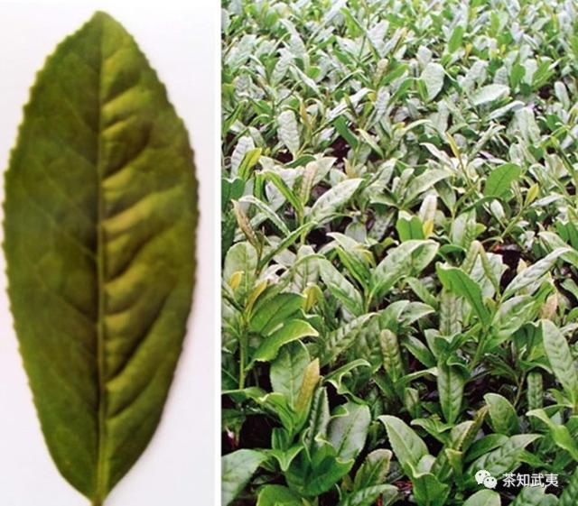 武夷岩茶|铁观音之子!却没几个人叫出它的名字!