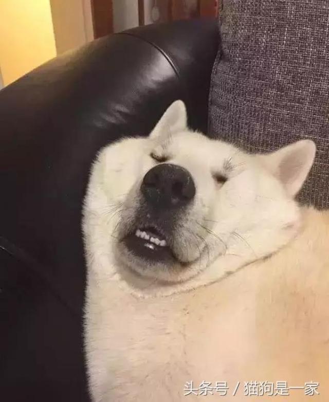 狗狗什么时候最搞笑,当然是睡觉的时候