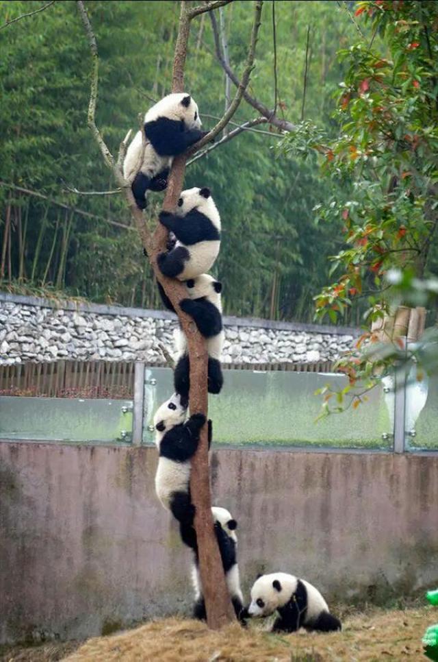熊猫成功产子,《梦幻西游》竟然蹭上了这个热点