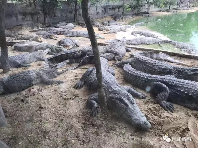 分界鳄鱼养殖基地