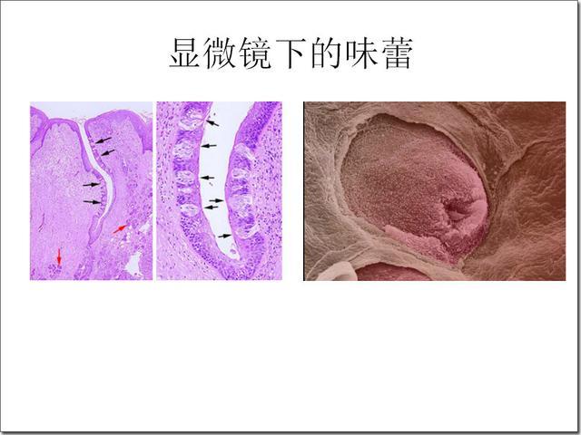 舌尖上的味蕾(taste bud)