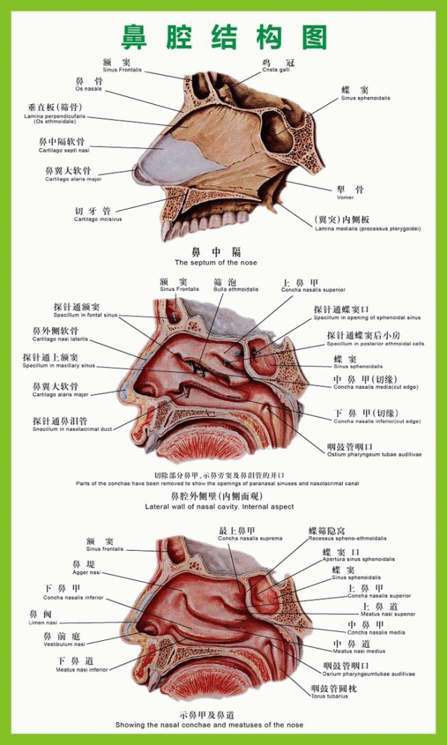 精考点系列中药二通窍四药王奇君老师专辑