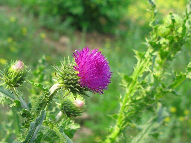 (《贵州草药》 4,治刀伤出血:泥胡菜叶适量.捣绒敷伤处.