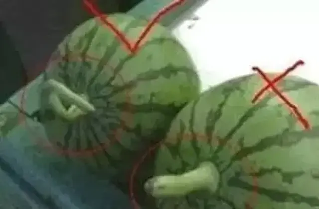 怎么挑选好西瓜视频 ff4363281c6c4f64b06a6231087afec4.jpg