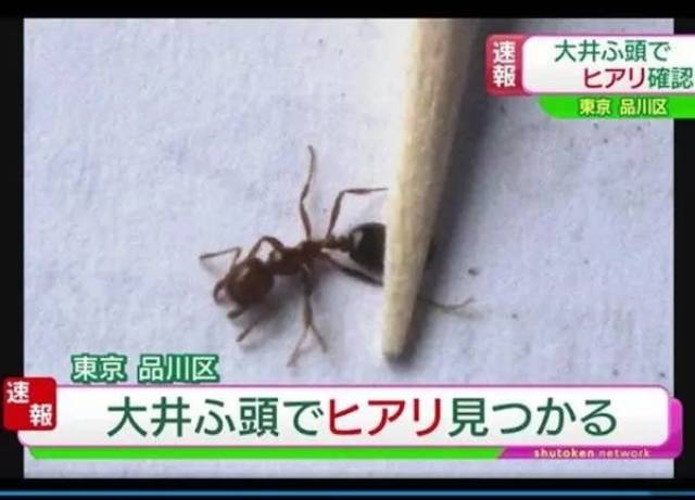 为了抓到这只蚂蚁,日本人戒严了全国的22个港口