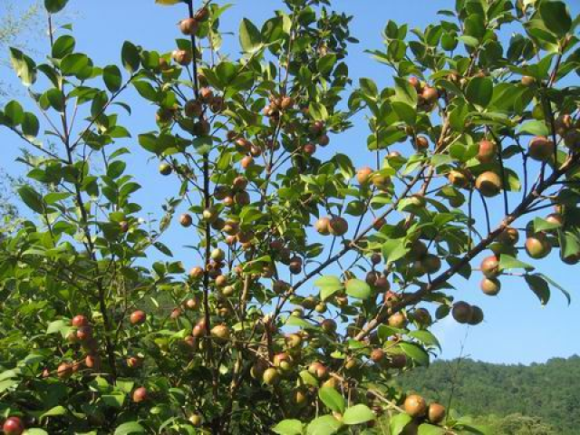 野生茶油为什么这么贵?一斤就几十元