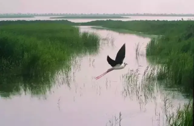 衡水湖芦苇荡