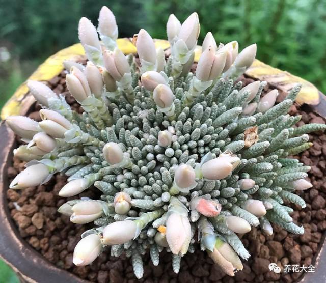 15.芙蓉雪莲缀化 养 花 大 全