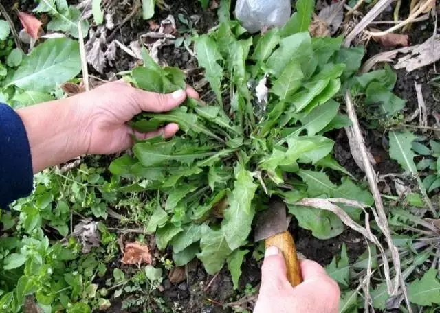 一棵草,一碗水,上火嗓子疼,口干口苦,全搞定!