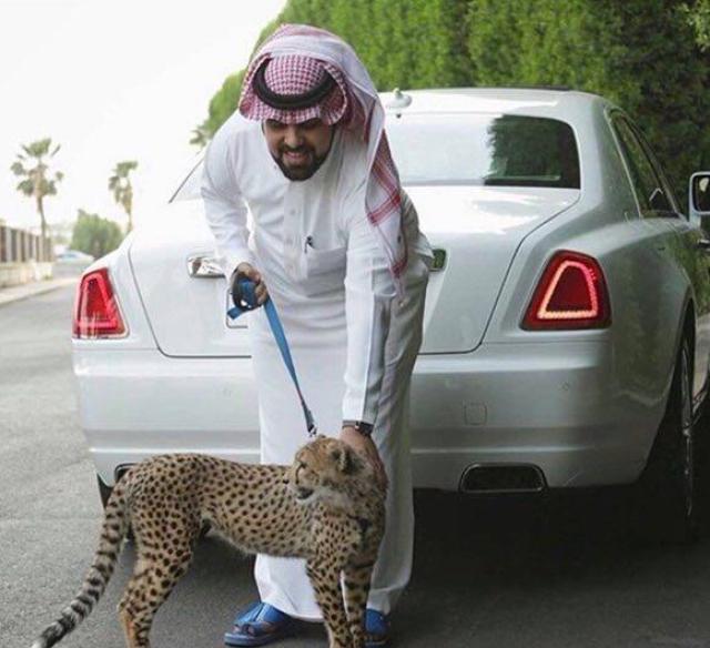 中东土豪炫富,光有豪车不行要与狮豹共舞