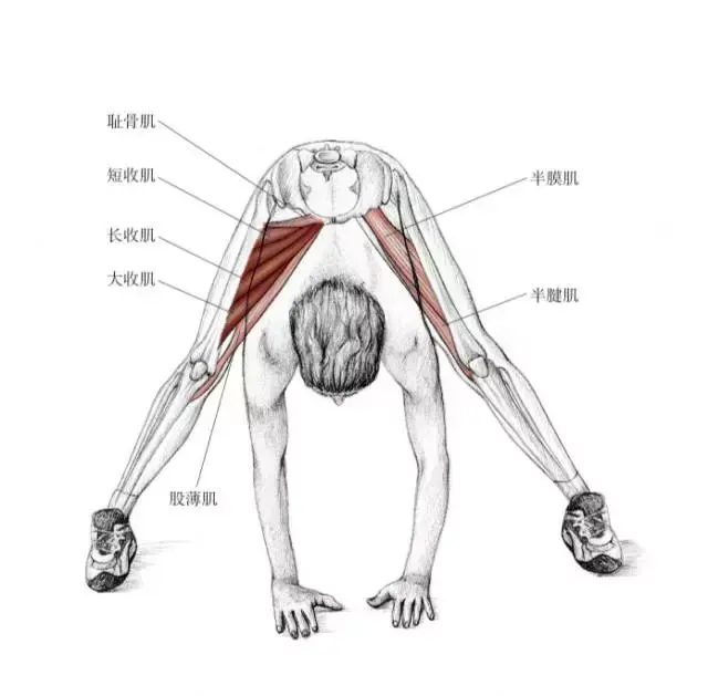 上半身往前倾,双手伸展. 拉到的肌群 主要肌群:长收肌,短收肌,大收肌.