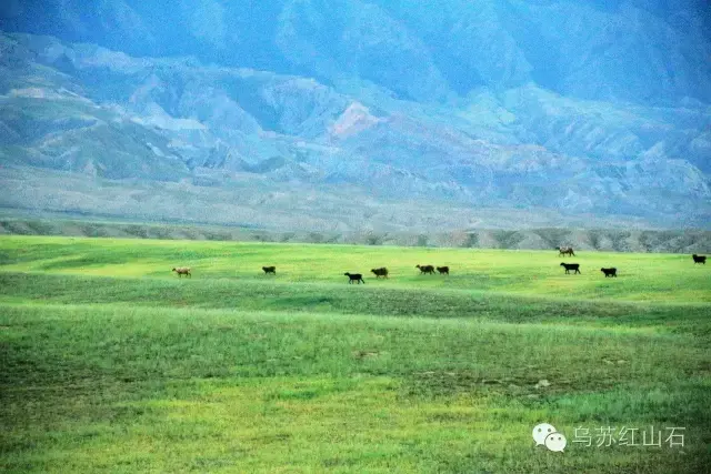 又是一年的六月,乌苏市赛力克提牧场的牧民天山下的平原地带放牧.