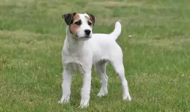 英国犬业俱乐部认可两种"猎狐梗",分别是刚毛猎狐梗,和平毛猎狐梗.