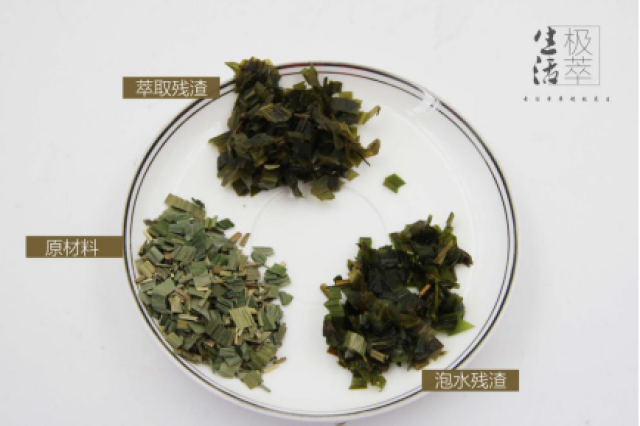 本草食疗之淡竹叶萃取vs泡水:极萃萃取,清凉一夏图片