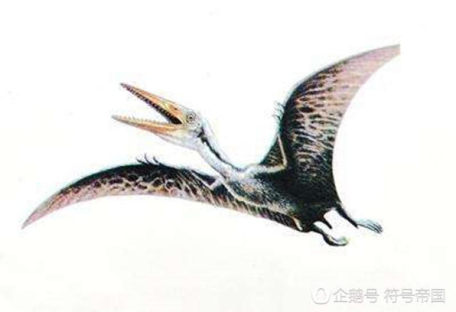 说起蠃鱼的叫声,倒让人想起了另一种远古鸟类——翼龙,它的叫声也很