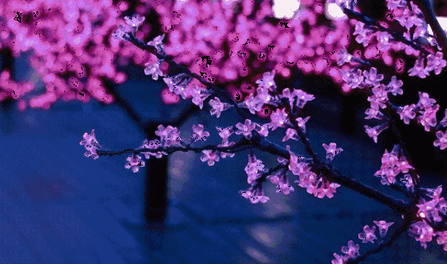 600_354gif 动态图 动图