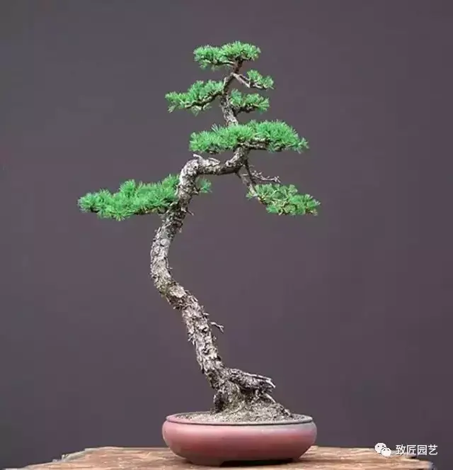 与世无争一一"文人松"