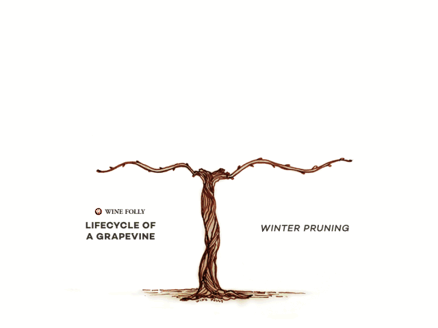 图说| 酿酒葡萄是如何长成的?