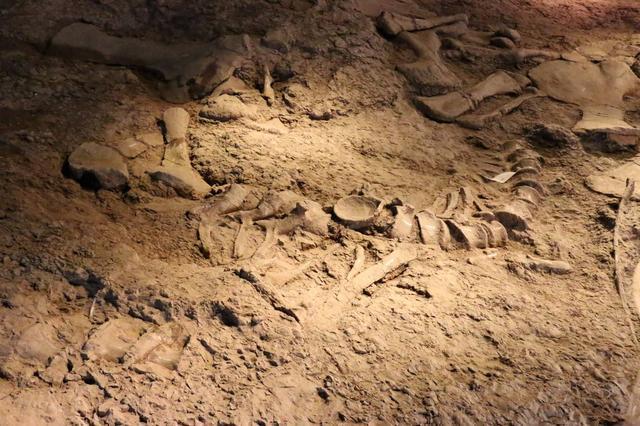 六十余具禄丰恐龙化石骨架在三塔平台上装架展示出,气势恢宏,真实震撼
