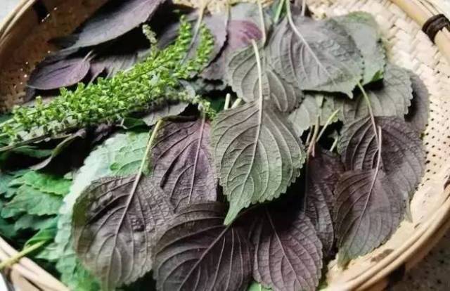 可以紫苏叶单独泡水代茶饮,用可以用紫苏叶和陈皮,按照比例以3:1左右
