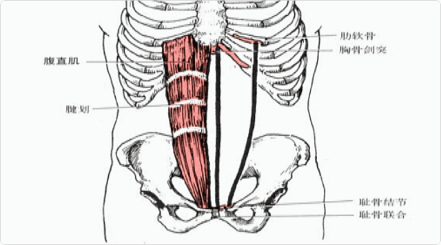 腹直肌