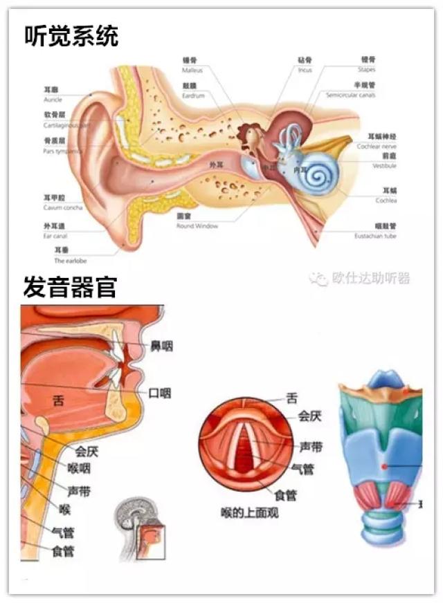 【验配专栏"十聋九哑"是不是耳聋的人都是哑巴?