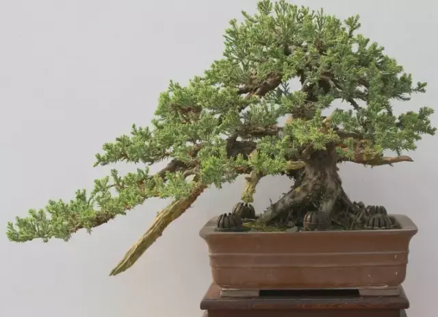 珍珠柏下山桩的养护管理
