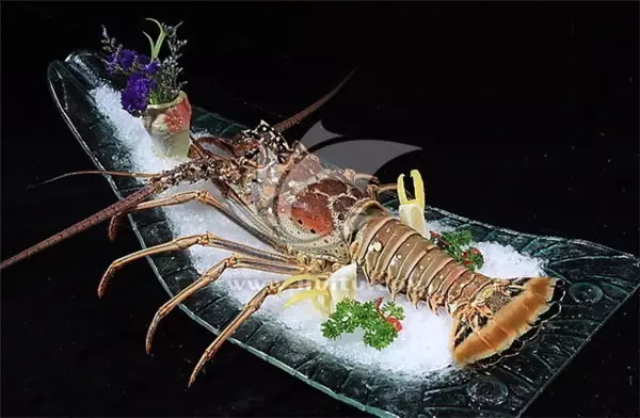 美国花龙( spiny lobster,小蜜蜂)