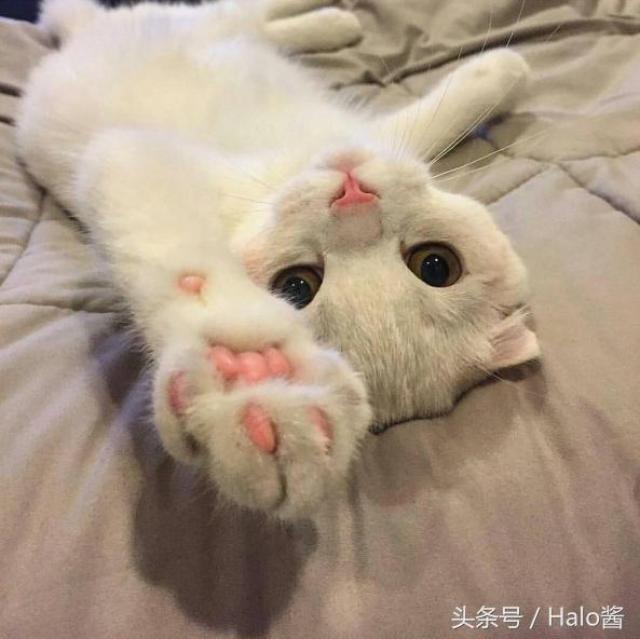 Cats Funnu And Dogs Cats Funnu And Dogs