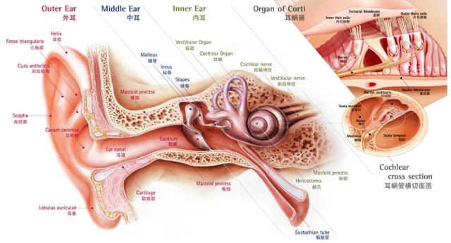 科普-听力损失有哪几种