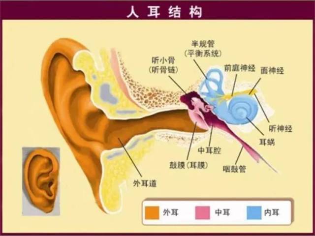 外界的声音,经过人的外耳道,中耳,内耳,最后传到声音加工厂——耳蜗