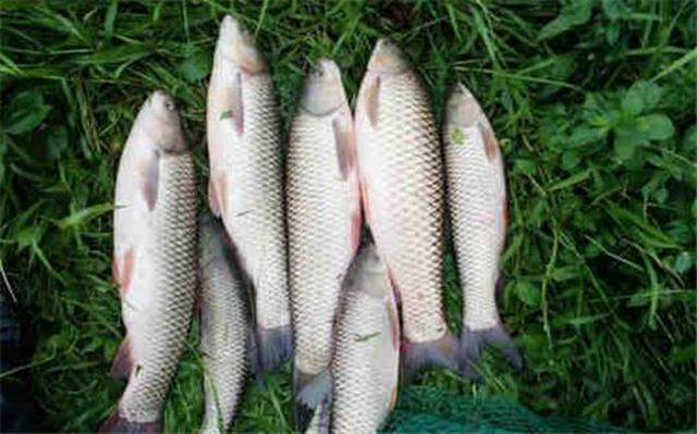 表哥显摆钓13条十斤以上的草鱼,看到垂钓画面懂了,难怪能钓这么多