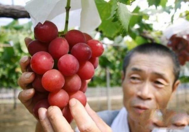 世界上最贵的葡萄,浪漫红宝石一串售价6.6万