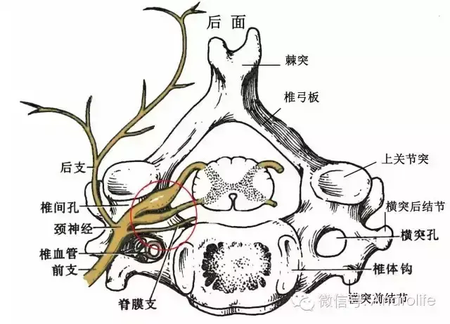 钩锥关节的毗邻 后方:脊髓,脊膜支和椎体的血管