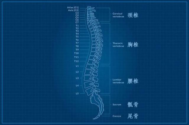 教练所说的脊椎中立位,到底是什么体位?