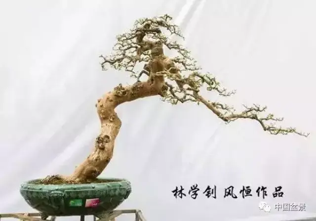 林学钊"风恒枝法"盆景作品欣赏