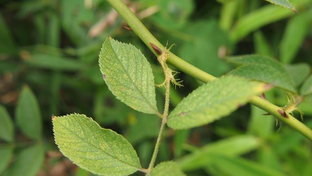 野蔷薇: 篦齿托叶倒钩刺,呈束花柱白花瓣