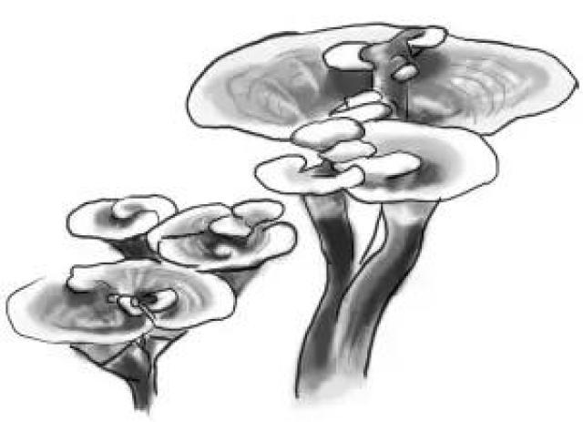 灵芝科普|五招教您如何识别灵芝孢子粉的好坏