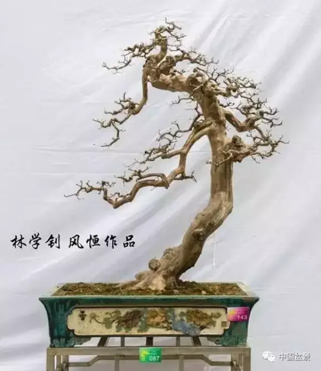 林学钊"风恒枝法"盆景作品欣赏