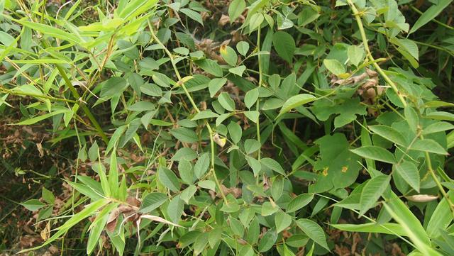 野蔷薇 篦齿托叶倒钩刺,呈束花柱白花瓣